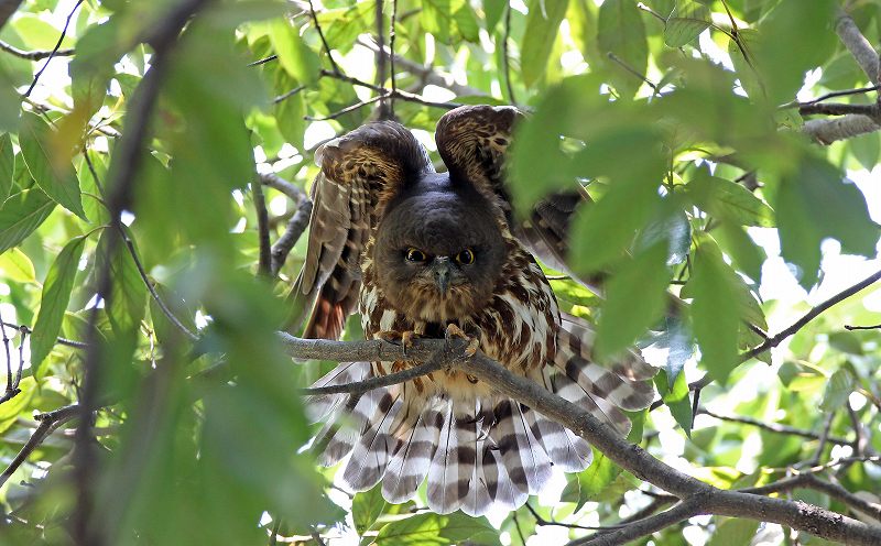 アオバズクのエンゼルポーズ。_a0206701_21444060.jpg