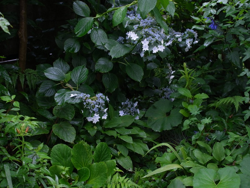 墨田の花火、百合、柏葉アジサイ ハーモニー_e0276411_10294826.jpg