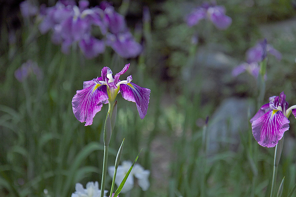 光則寺の花々_b0010915_8533222.jpg