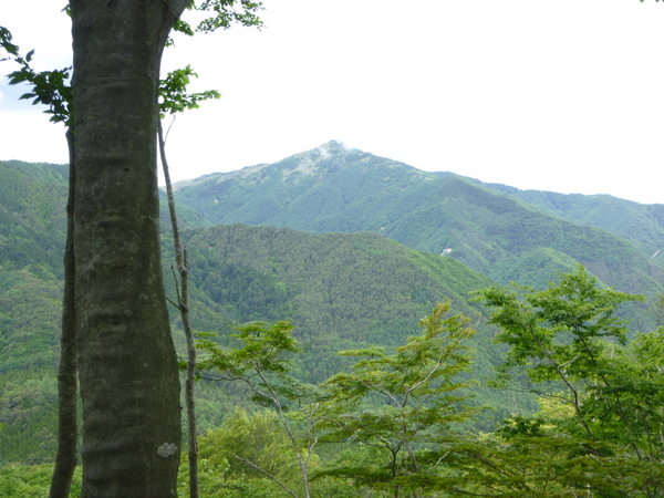 レンゲツツジ咲く　蛇峠山 (1,663.9M)　に登る_d0170615_7502198.jpg