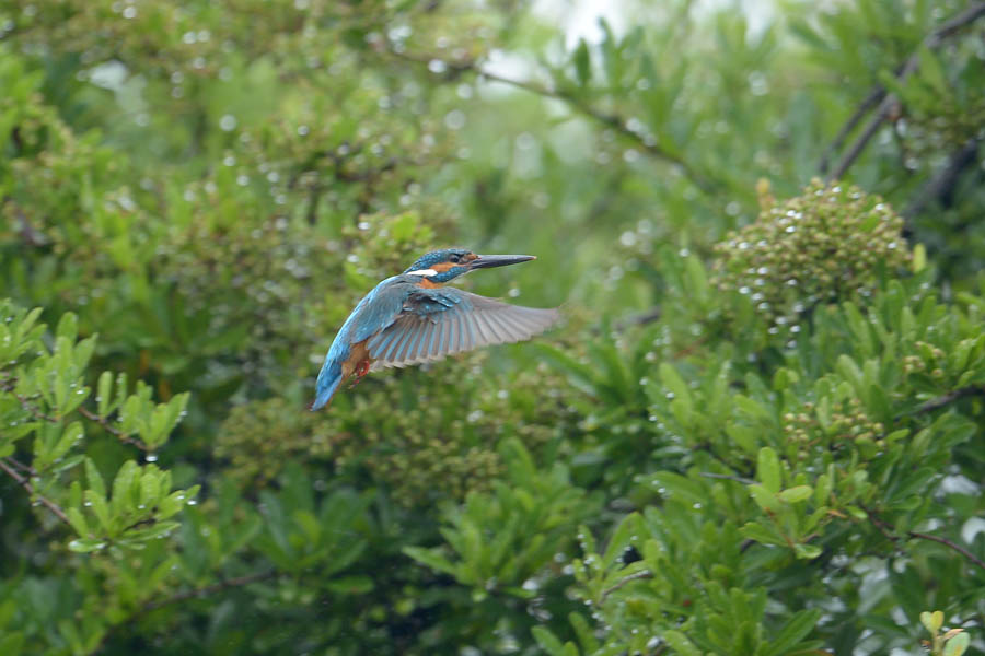 130614 小雨　池の様子_c0278820_17364325.jpg