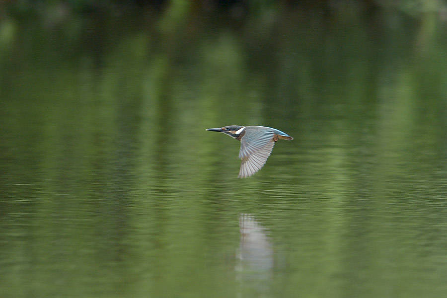 130614 小雨　池の様子_c0278820_1744847.jpg