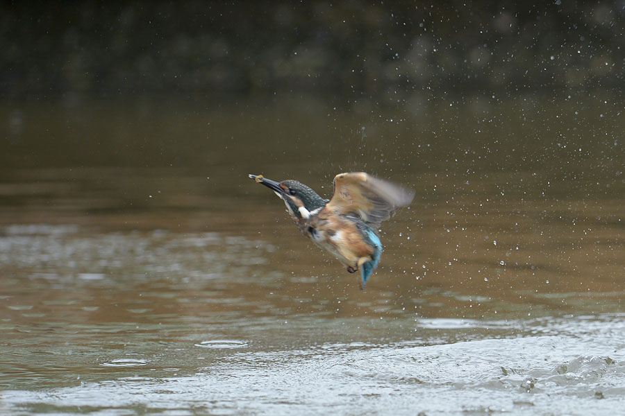 130614 小雨　池の様子_c0278820_1750309.jpg