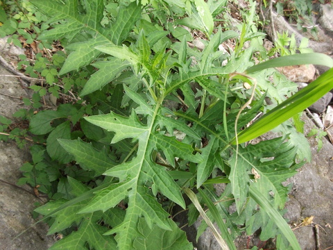 a0279321_11315777.jpg