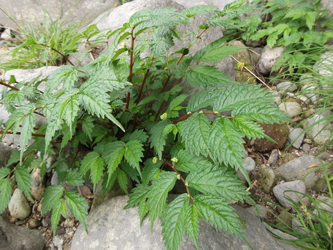 a0279321_11473682.jpg