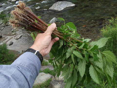 a0279321_11563586.jpg