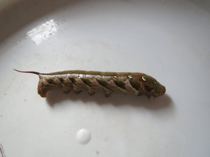 コスズメ幼虫 三重野生生物談話会bbsブログ 動物編 コスズメ幼虫 三重野生生物談話会bbsブログ 動物編