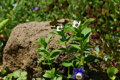 f0170524_10245893.jpg