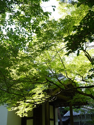 感動　　～法然院　（京都）　～_c0235725_16323515.jpg