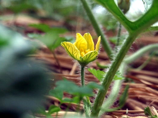 野菜の花たち_b0089338_15224337.jpg