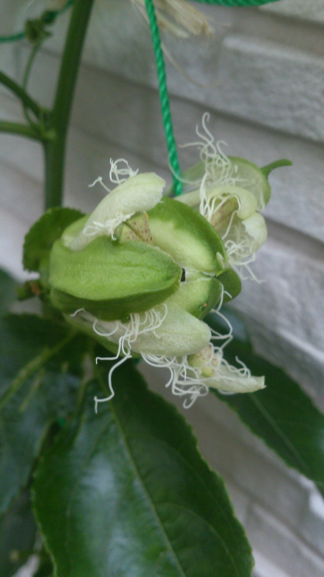 パッシフロラ・カエルレア 初開花_f0280238_17444370.jpg
