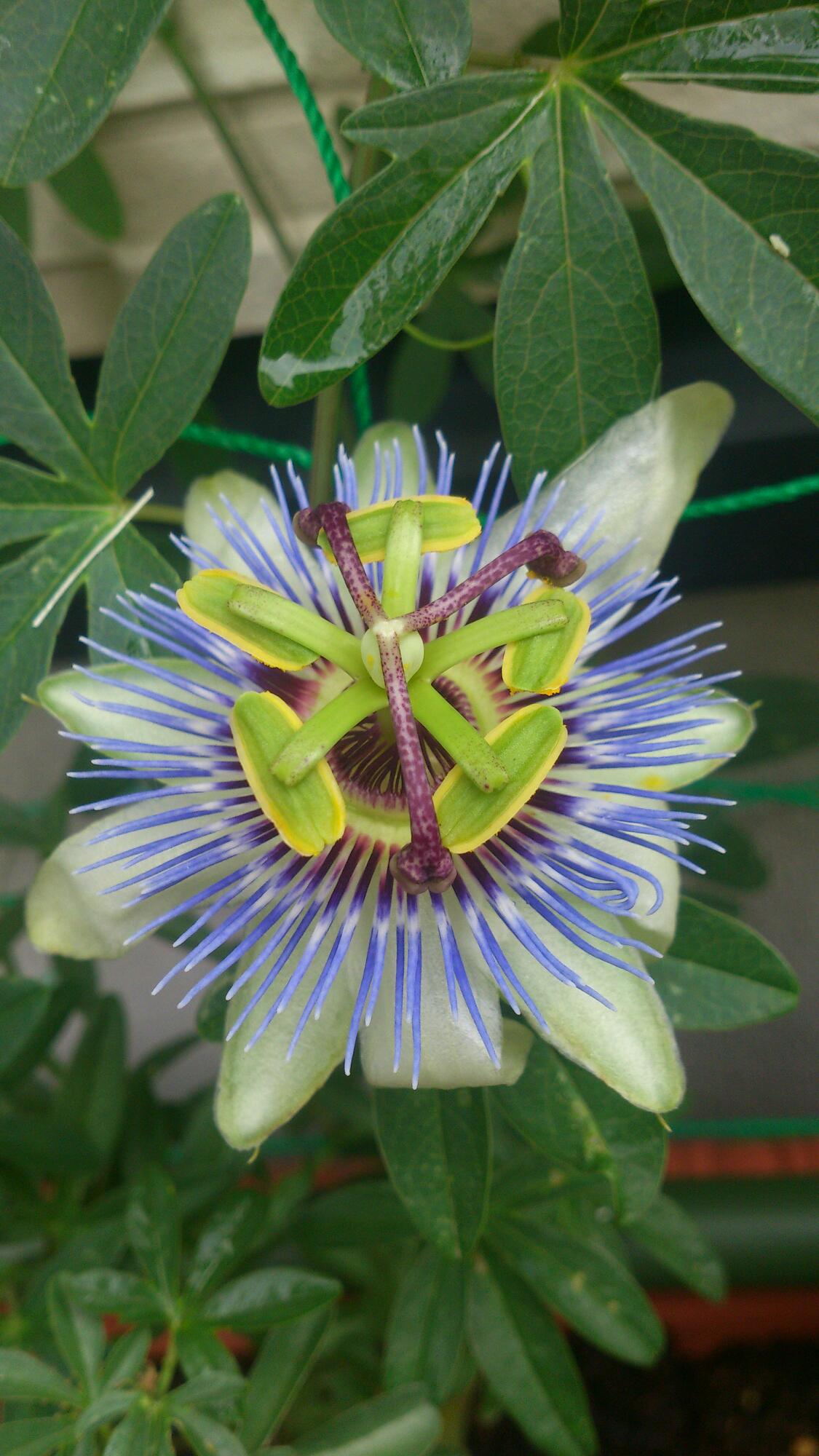 パッシフロラ・カエルレア 初開花_f0280238_17444390.jpg