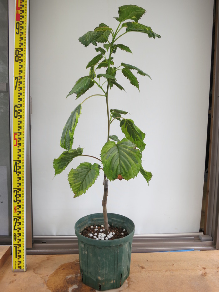 山野草 斑入り 樹木 ハンカチの木