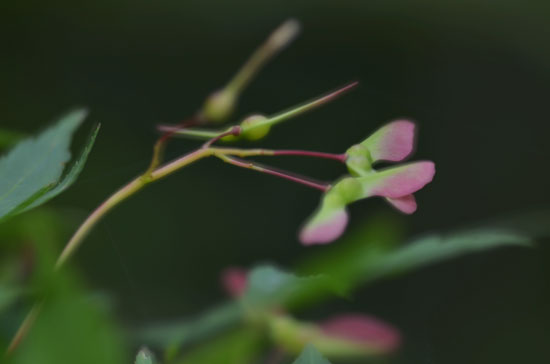 c0093046_1244534.jpg
