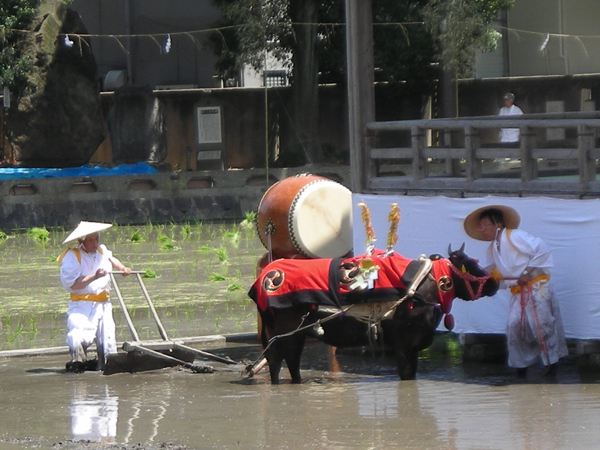 ６月１４日(金曜日)・住吉大社の御田植神事【１】_f0151647_18313978.jpg