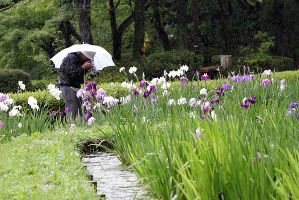 雨中強行花菖蒲撮り_c0080352_775763.jpg