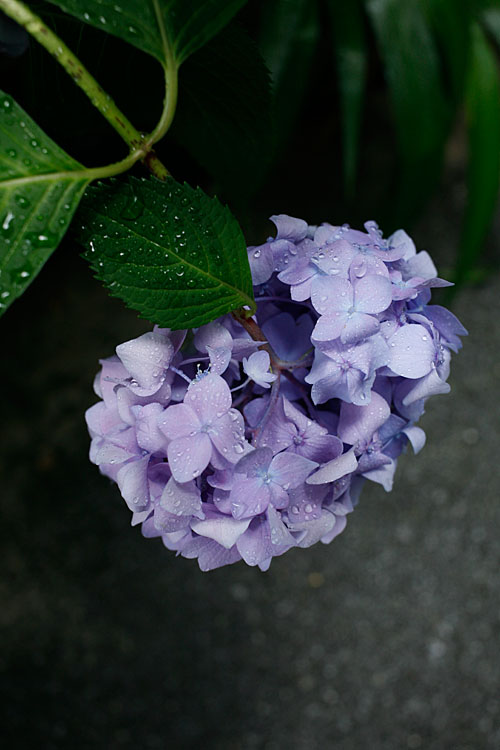 雨に濡れる紫陽花_b0084353_23251287.jpg