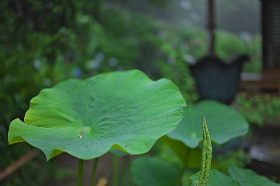 雨不利の中で　　　　　　　　　　　　　　_a0146658_894544.jpg