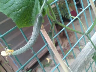 c0115560_10205447.jpg