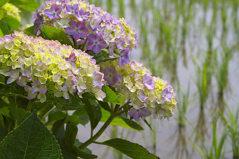 開成町　紫陽花まつり（６月１０日）_c0057265_16405069.jpg