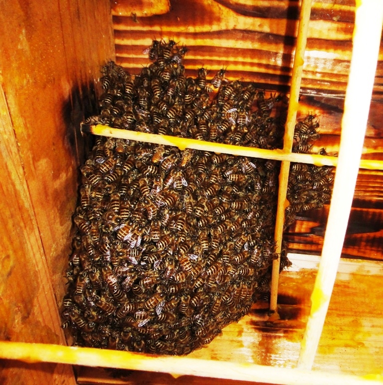 ニホンミツバチ営巣群