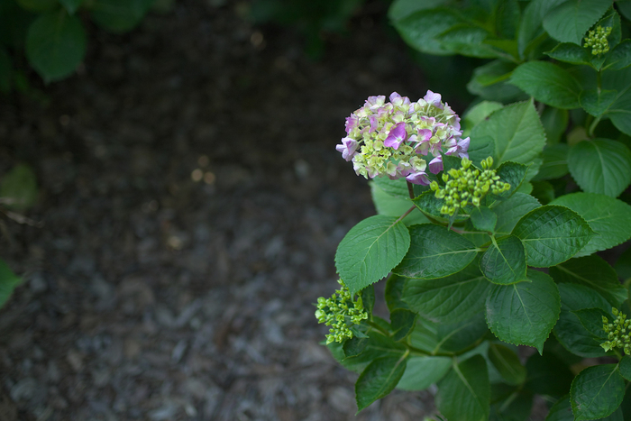 紫陽花 2013 <万博公園>　_f0021869_2304475.jpg