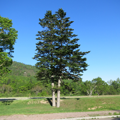 c0117570_1024231.jpg