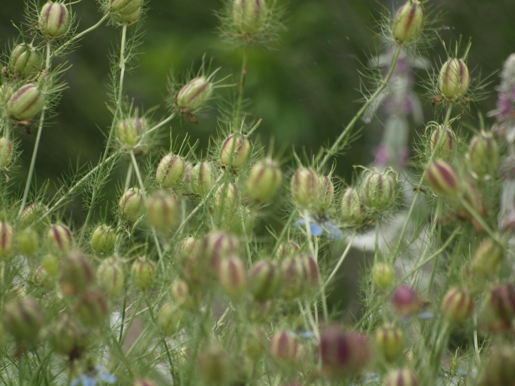 黒種草 クロタネソウ の実と花達 自然風の自然風だより