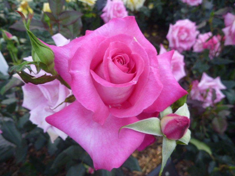 ちょっと時期外れですが（汗）鮮やかで優雅な薔薇を鑑賞_e0138081_4304471.jpg