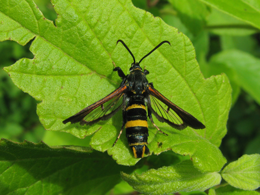 蜂へ擬態する虫、２種_b0145383_16574867.jpg