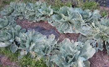 ６月１３日「野菜事情」_f0003283_16434835.jpg