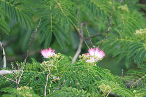 e0197884_1450653.jpg