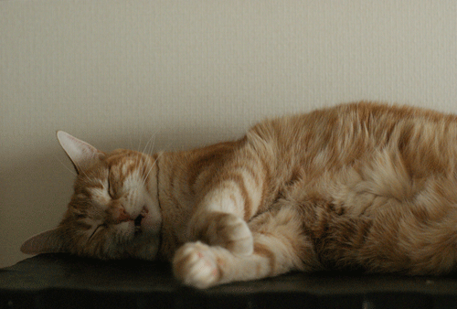 c0193788_8551517.gif