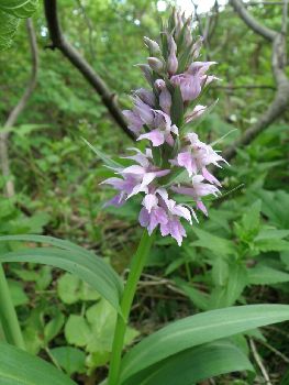 さすが「磐梯山花紀行」_a0096989_20565676.jpg