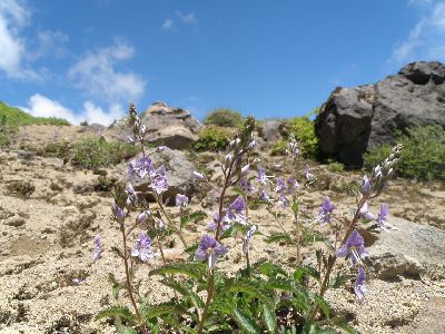 さすが「磐梯山花紀行」_a0096989_2121214.jpg