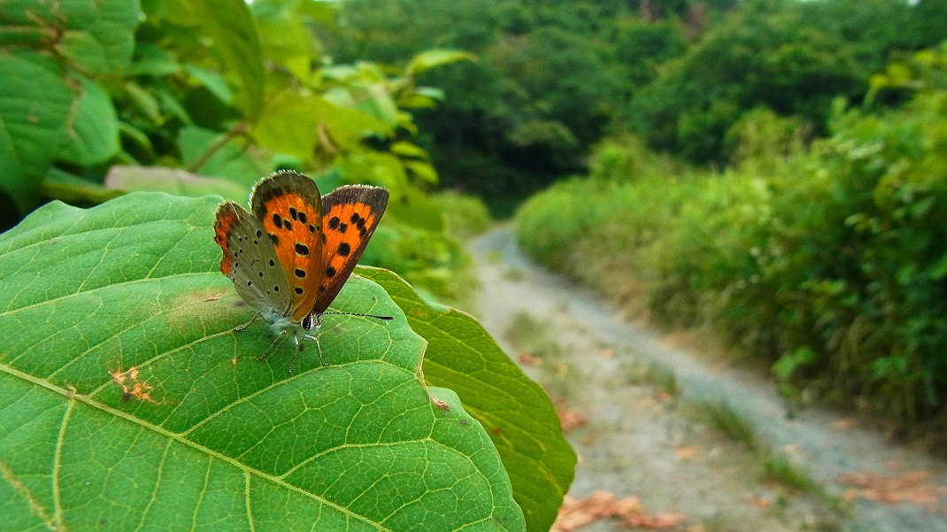 a0152692_18414023.jpg