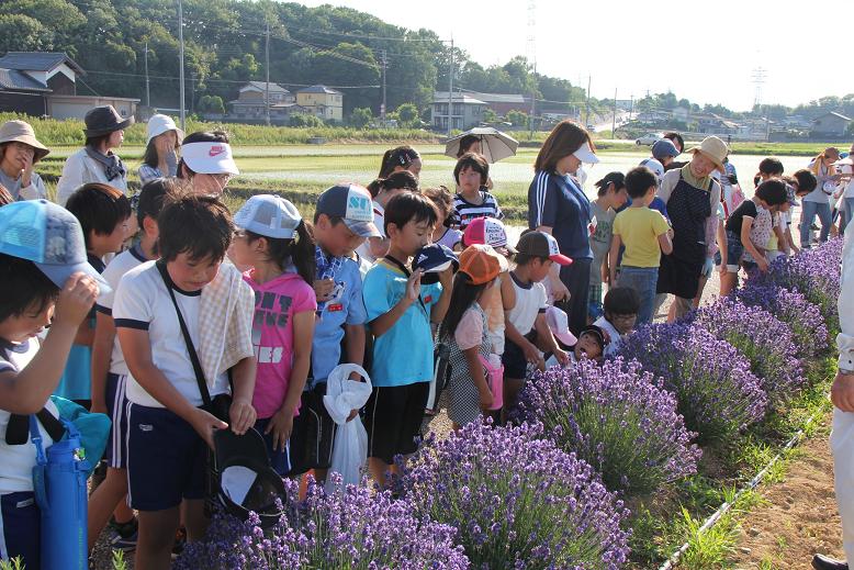 いい匂いが香る ラベンダーの花摘み ブログ de みっきぃ いい匂いが香る ラベンダーの花摘み ブログ de みっきぃ