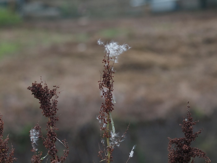 c0187503_2017501.jpg
