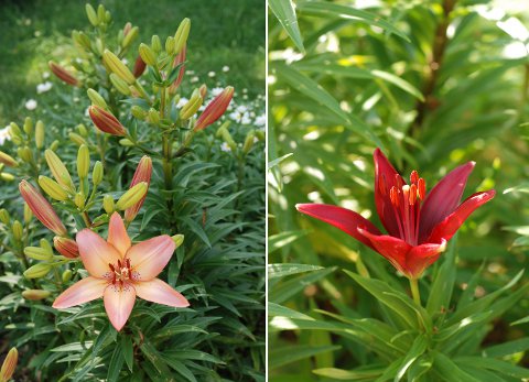花壇と菜園の花たち(6月中旬)_b0253205_148266.jpg