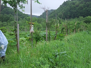 c0173813_20373984.jpg