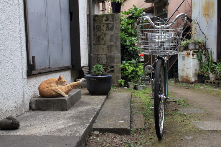 東池袋四丁目　　初夏の路地裏_b0061717_14364854.jpg