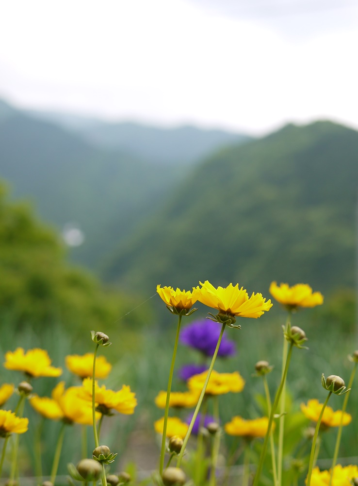 大人の遠足　静岡県梅ヶ島no.3「山霧の香り」_a0169924_1218987.jpg