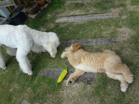c0254426_1201072.gif