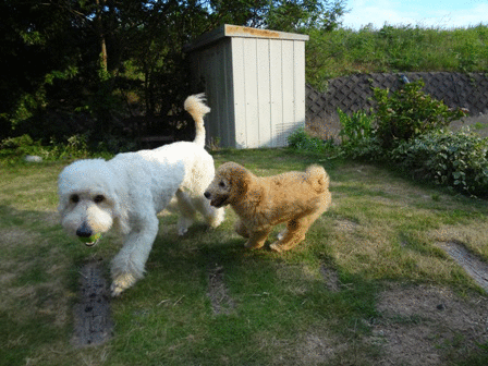 c0254426_1213179.gif