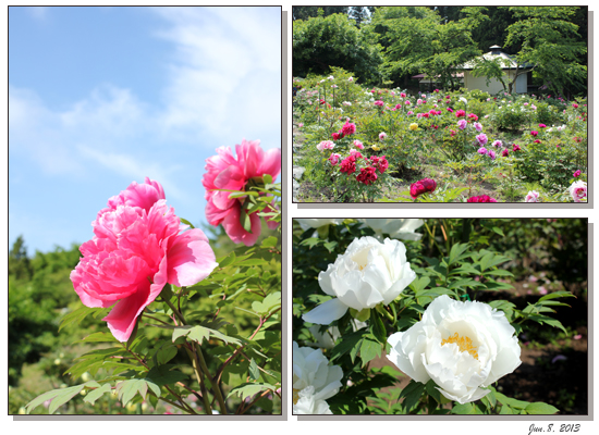 初夏の花巡り 南部町 長谷ぼたん園から法光寺へ Kihachi A Suivre