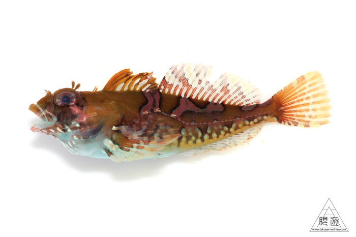 325 島根町 ~ウミウシとり~_c0211532_11252839.jpg