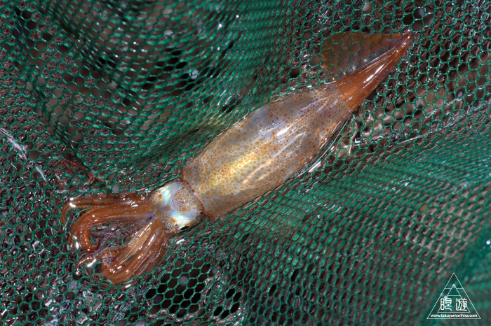 325 島根町 ~ウミウシとり~_c0211532_2195621.jpg