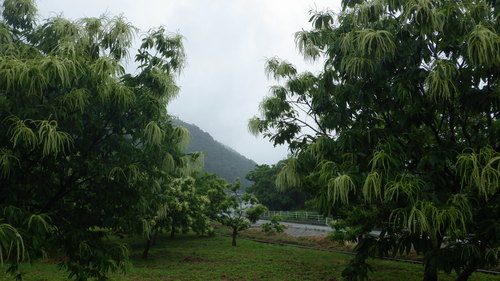 久しぶりの恵みの雨です。_c0300035_9571472.jpg