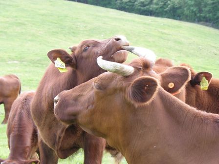 短角牛の群れに溶け込んでみる～岩泉町・兜森　標高1000mの楽園～_b0206037_21471153.jpg