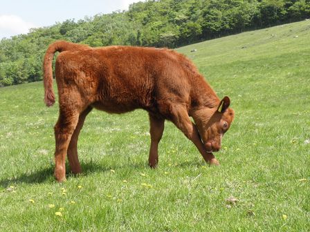 短角牛の群れに溶け込んでみる～岩泉町・兜森　標高1000mの楽園～_b0206037_2147392.jpg